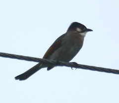 Pycnonotus