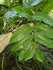 Polyscias macgillivrayi