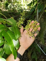 Polyscias macgillivrayi