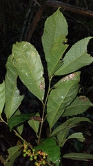 Sorocea