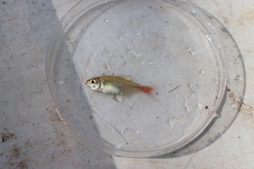 Red-base tetra (Hemigrammus stictus) — Characidae — 5