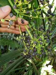 Polyscias macgillivrayi