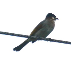 Pycnonotus