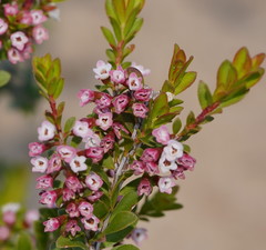 Thryptomene calycina