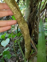 Polyscias macgillivrayi