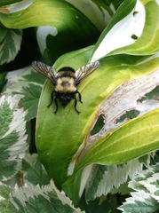 Laphria thoracica
