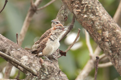 Campylorhynchus