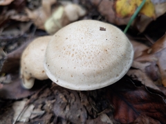 Leucopaxillus laterarius