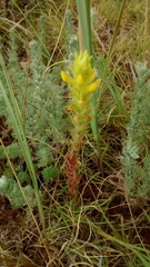 Orthocarpus luteus