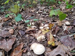 Leucopaxillus laterarius