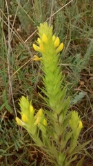 Orthocarpus luteus