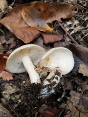 Leucopaxillus laterarius