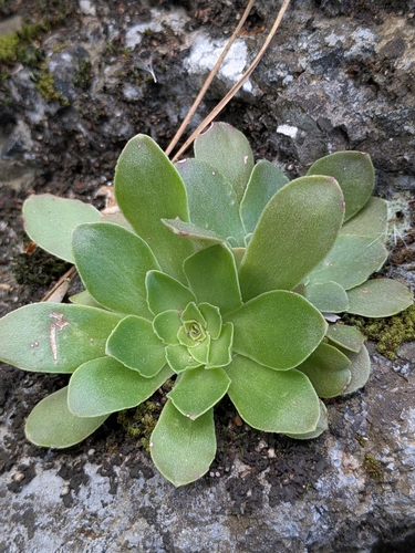 Sedum lampusae