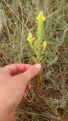 Orthocarpus luteus