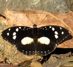 Aterica galene