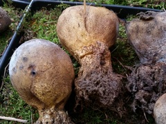 Scleroderma septentrionale