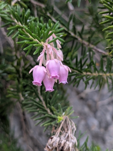 Erica sicula, photograph 5
