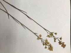 Melanthieae
