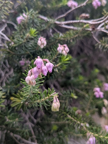 Erica sicula, photograph 6