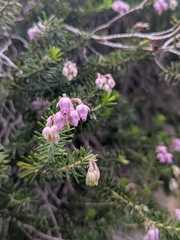 Erica sicula, photograph (c) Marios Thoma, some rights reserved (CC BY)
