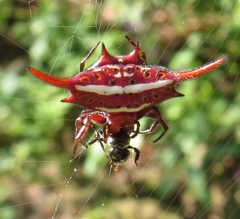 Gasteracantha versicolor