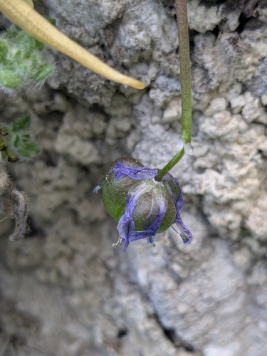 Scilla morrisii