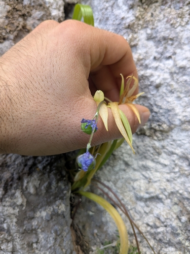 Scilla morrisii