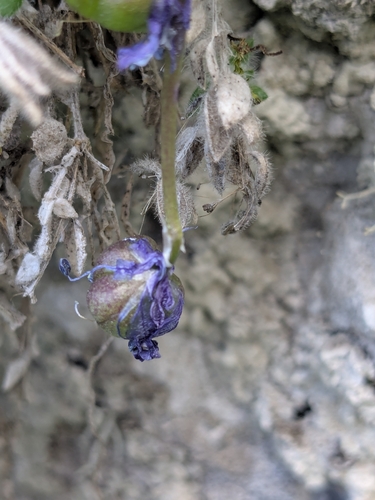 Scilla morrisii