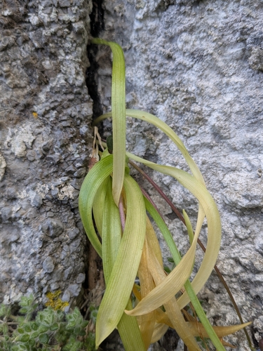 Scilla morrisii