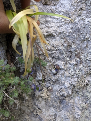 Scilla morrisii