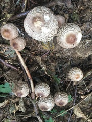 Rhacodium