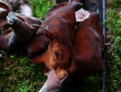 Gyromitra infula