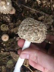 Rhacodium
