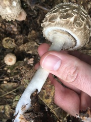 Rhacodium