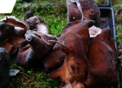 Gyromitra infula