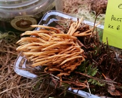 Phaeoclavulina eumorpha