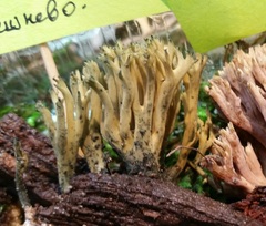 Phaeoclavulina echinovirens