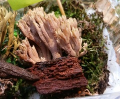 Ramaria apiculata