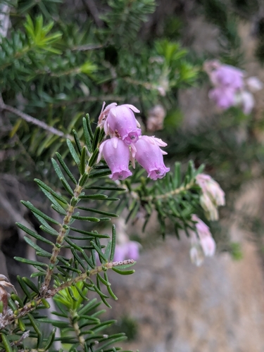 Fives Heath (Erica sicula)