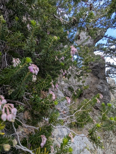 Erica sicula, photograph 4