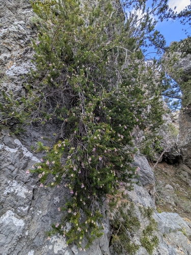 Erica sicula, photograph 3