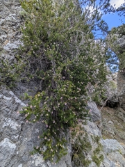 Erica sicula, photograph (c) Marios Thoma, some rights reserved (CC BY)
