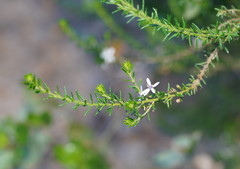 Olearia ramulosa