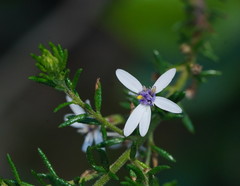 Olearia ramulosa
