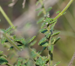 Prostanthera hirtula