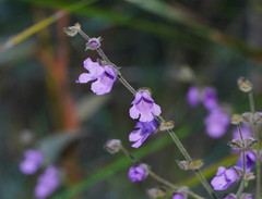 Prostanthera hirtula