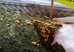 Pezicula acericola