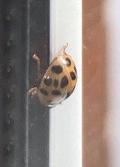 Harmonia axyridis