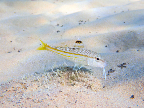Mullus surmuletus