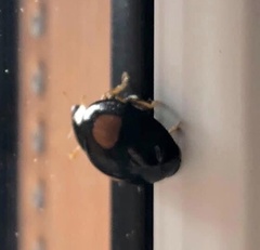 Harmonia axyridis